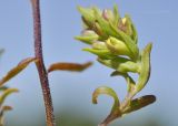 Orthanthella lutea