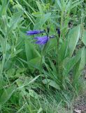 Campanula turczaninovii