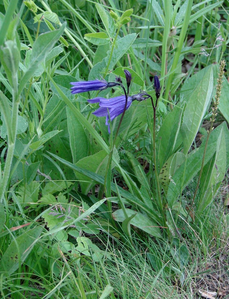 Image of Campanula turczaninovii specimen.