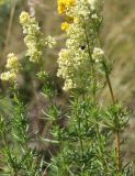 Galium × pomeranicum. Верхушки цветущих растений. Саратовская обл., Балашовский р-н, окр. с. Старый Хопёр, долина р. Тростянка, берег пруда Почтовый, разнотравный луг. 17.06.2019.