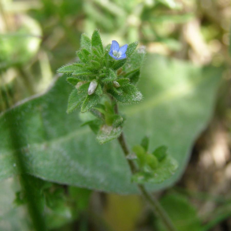 Image of Veronica arvensis specimen.