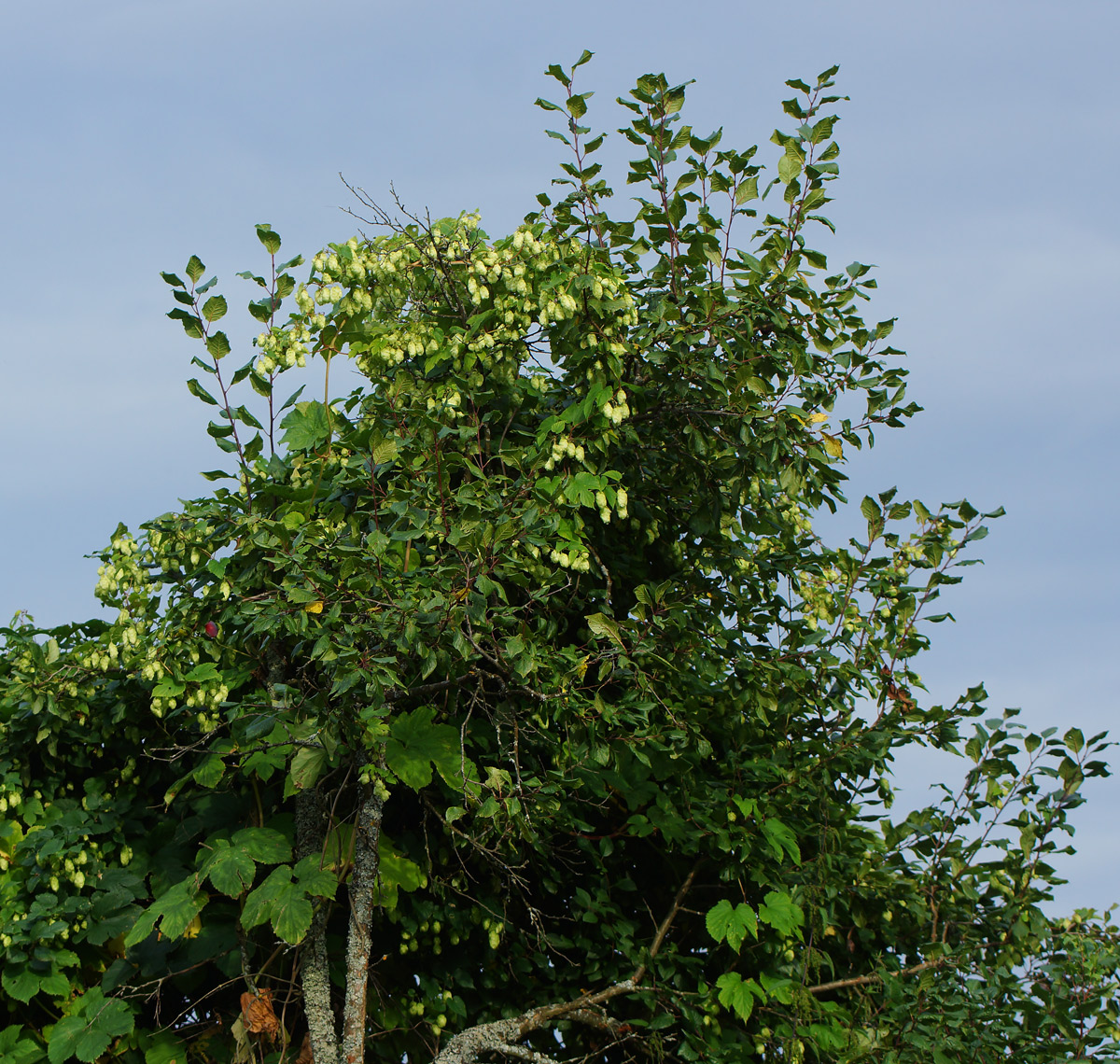 Image of Humulus lupulus specimen.