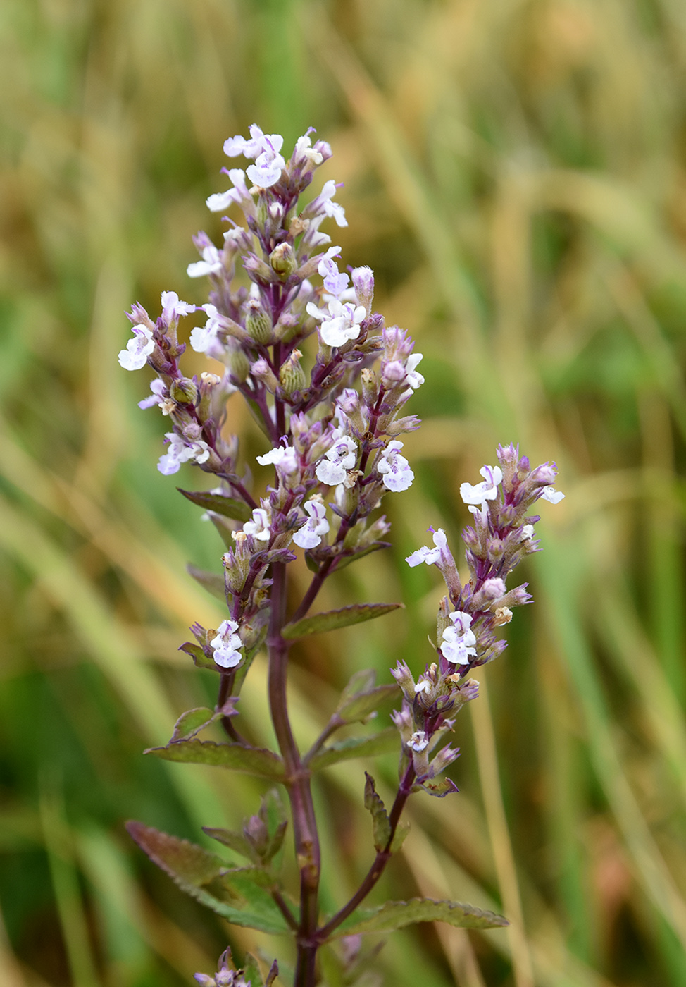 Image of Nepeta nuda specimen.