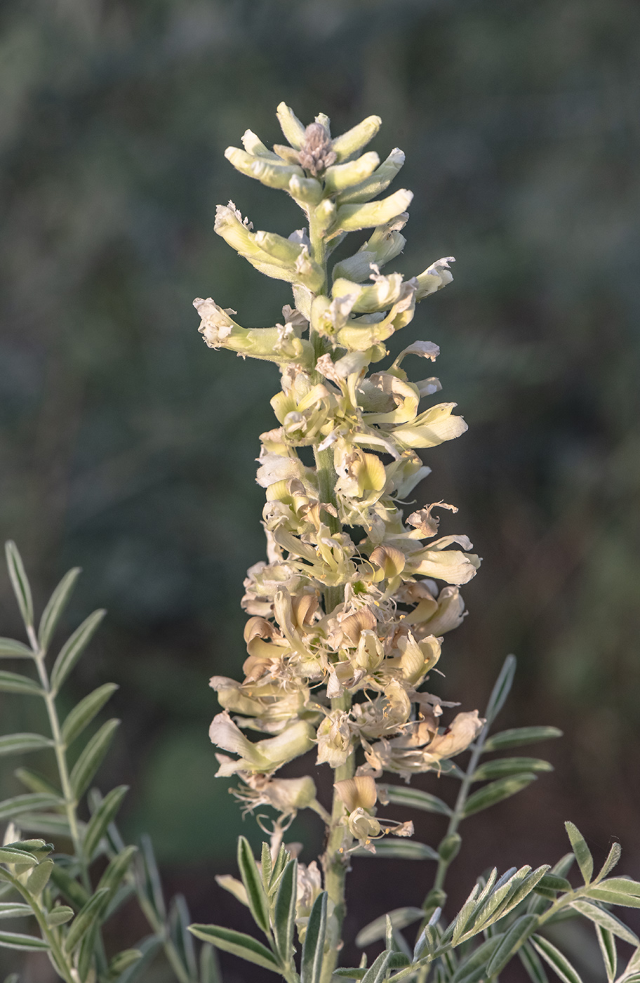 Image of Pseudosophora alopecuroides specimen.