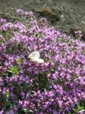 Thymus reverdattoanus