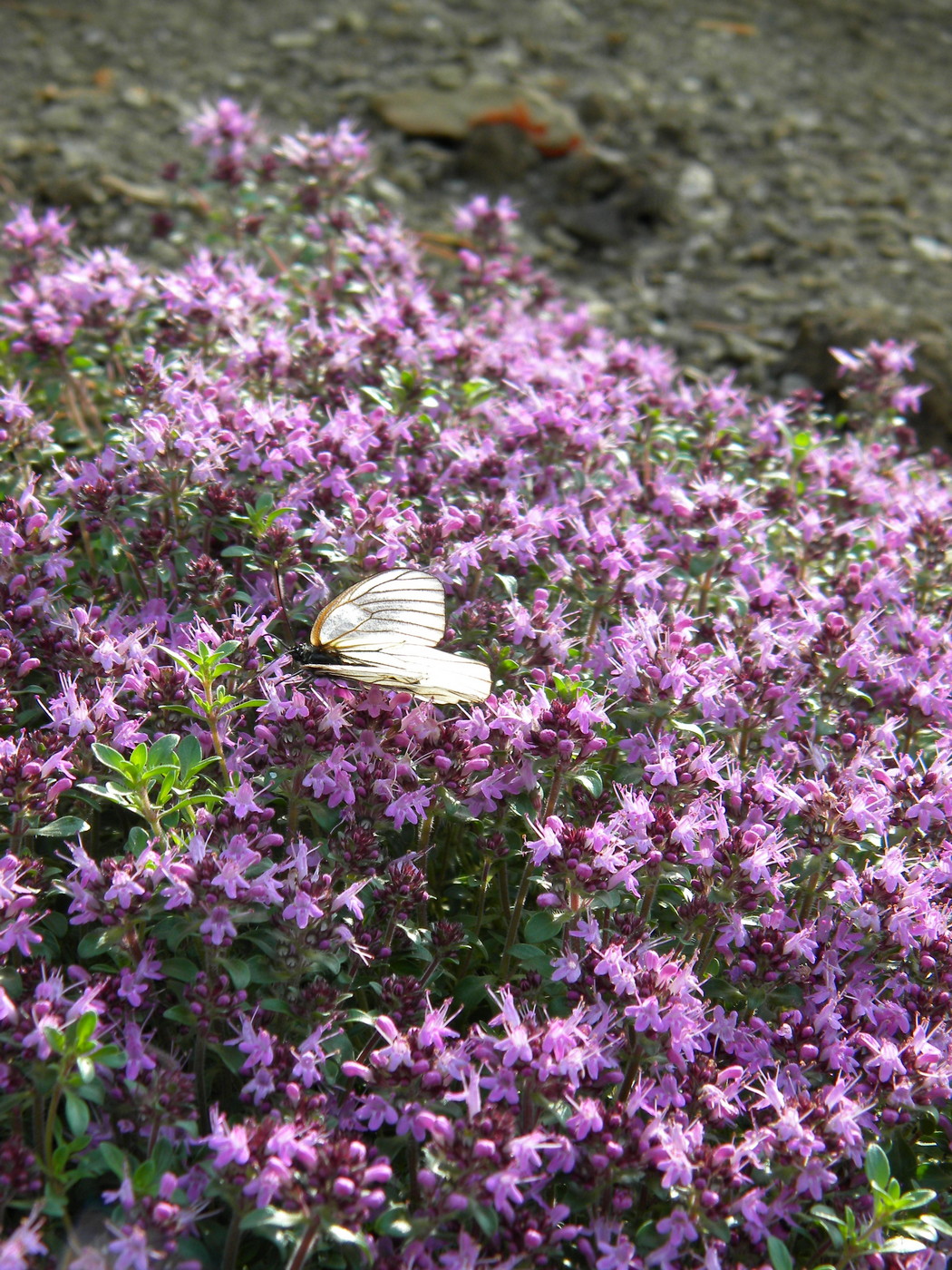 Image of Thymus reverdattoanus specimen.