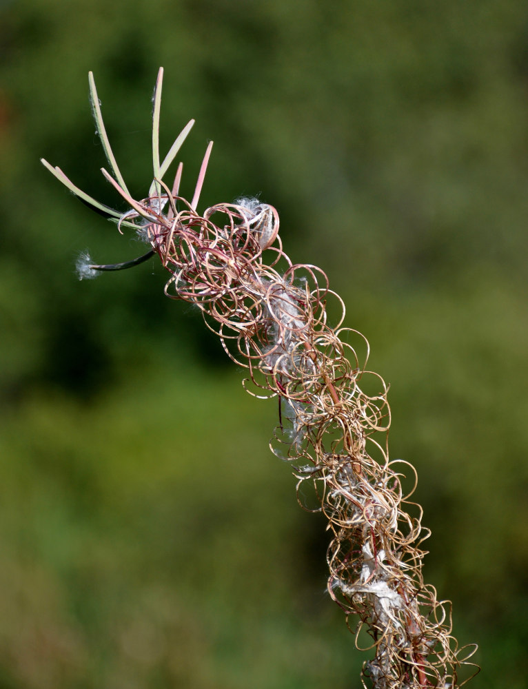 Image of Chamaenerion angustifolium specimen.