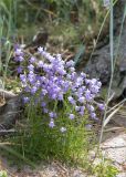 Campanula rotundifolia