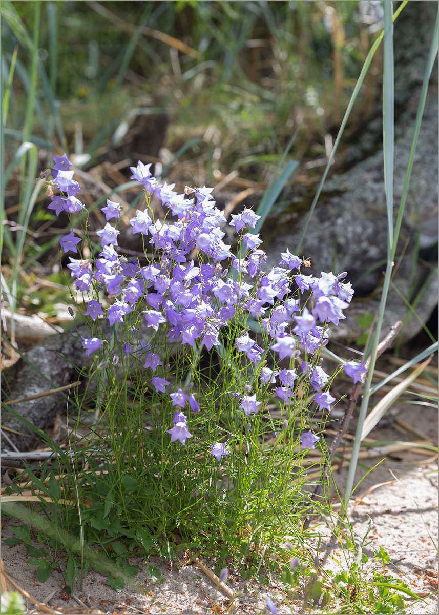 Image of Campanula rotundifolia specimen.