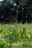 Plantago lanceolata. Цветущее растение на залежи. Белоруссия, Витебская обл., пос. Езерище, залежь. 25.06.2010.