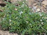 Astragalus guttatus. Цветущие растения. Крым, Карадагский заповедник, приморский остепнённый склон. 21 апреля 2021 г.