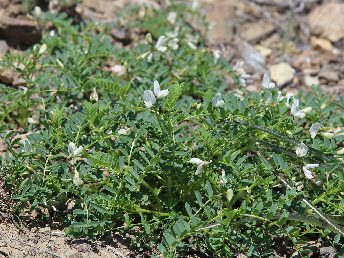 Изображение особи Astragalus guttatus.