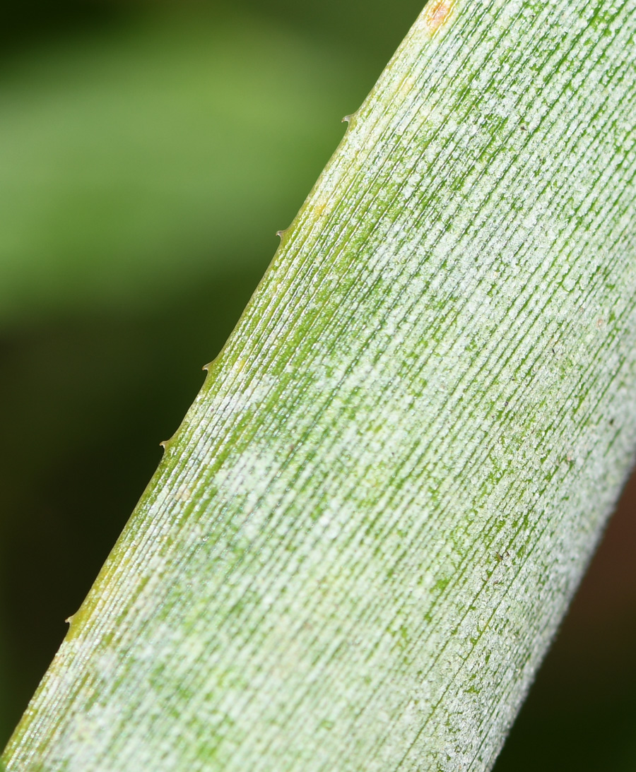 Image of Ananas comosus specimen.