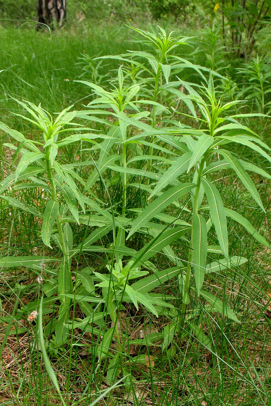 Image of Chamaenerion angustifolium specimen.