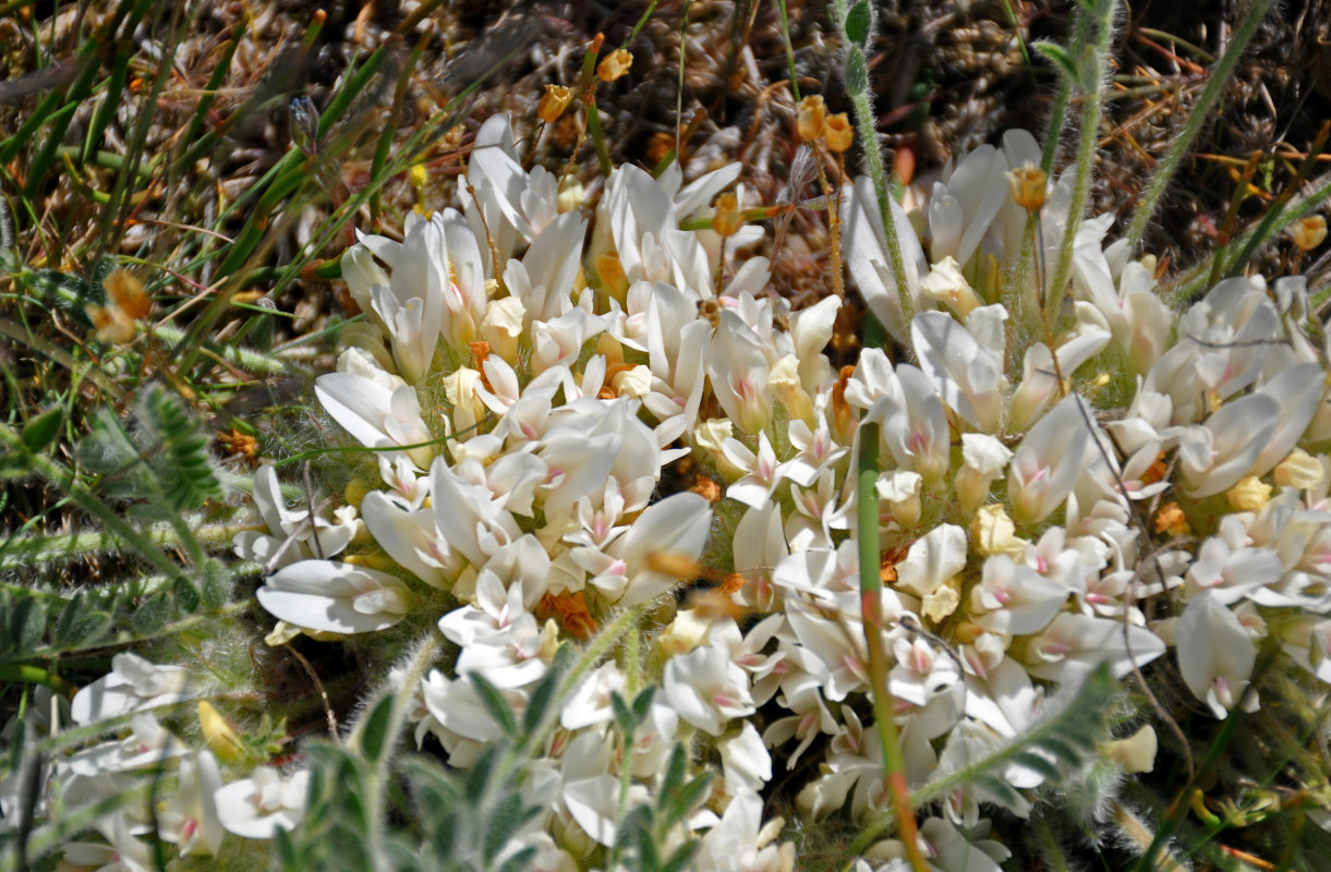 Изображение особи Astragalus rupifragus.