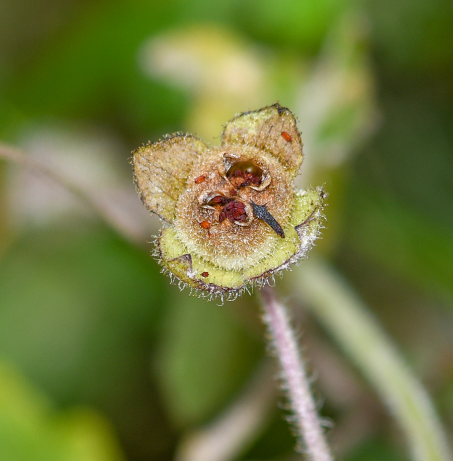 Image of genus Calceolaria specimen.