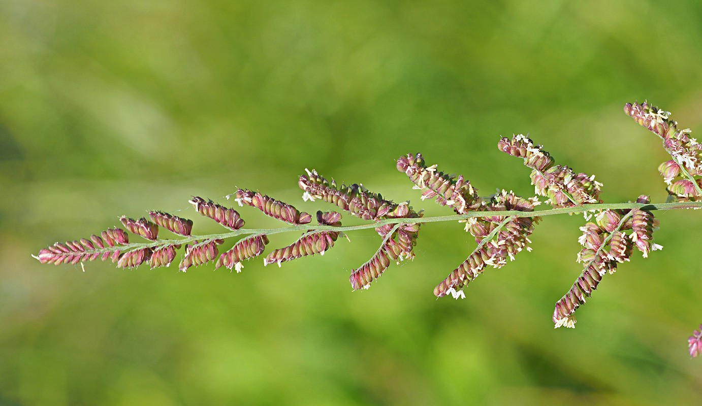 Изображение особи Beckmannia eruciformis.