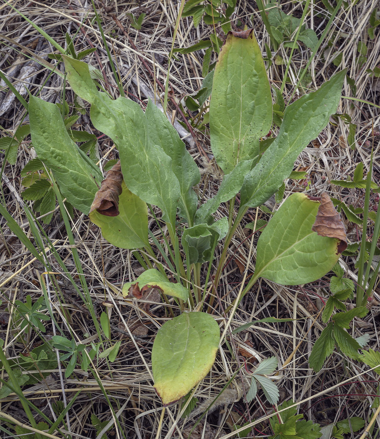 Изображение особи Cynoglossum officinale.