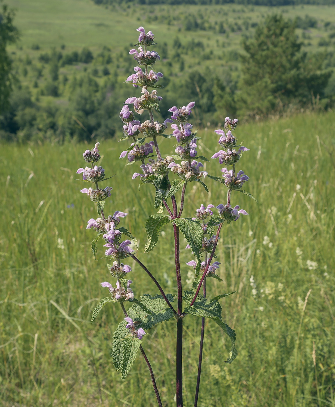 Изображение особи Phlomoides tuberosa.