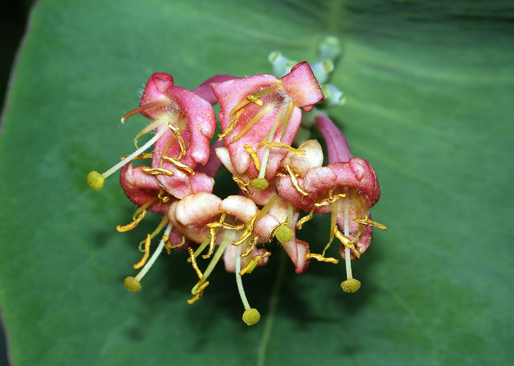 Изображение особи Lonicera caprifolium.