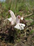 Pedicularis sylvatica