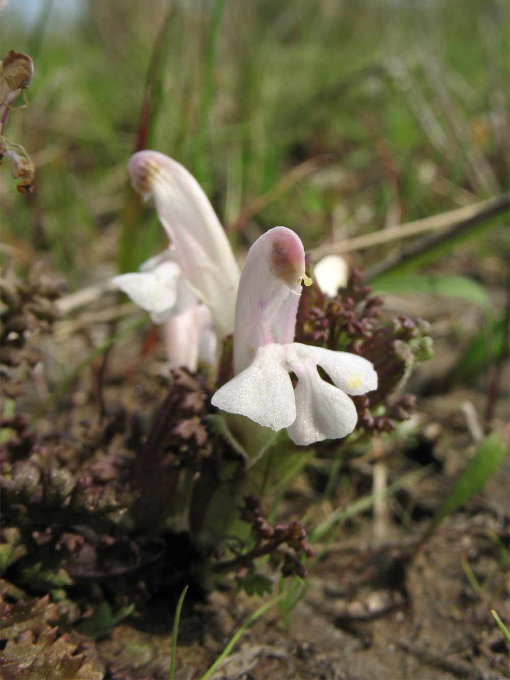 Image of Pedicularis sylvatica specimen.