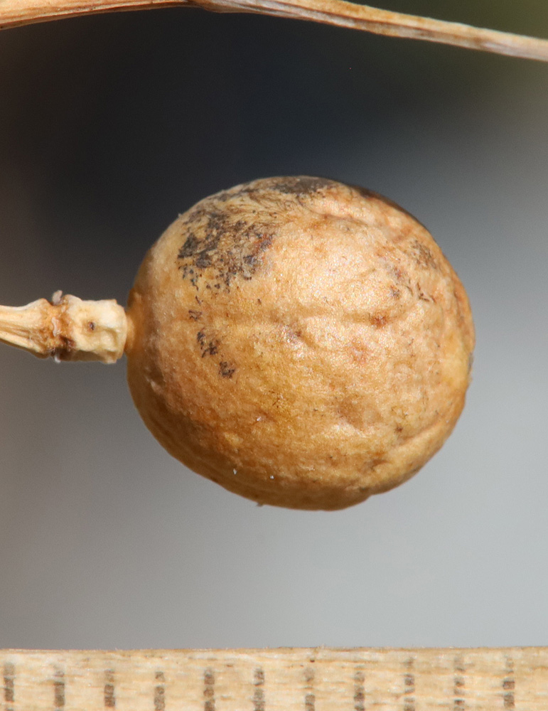 Image of Crambe &times; tchalenkoae specimen.