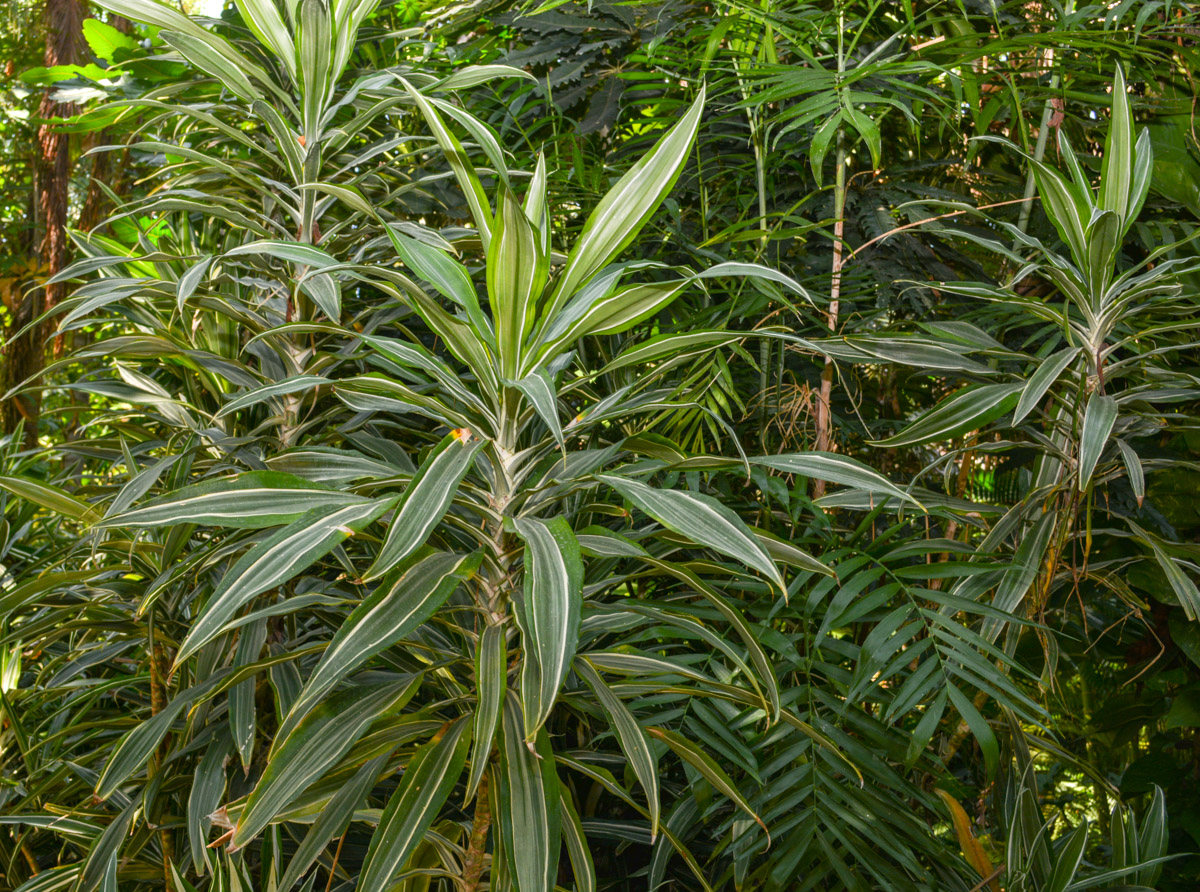 Изображение особи Dracaena reflexa.