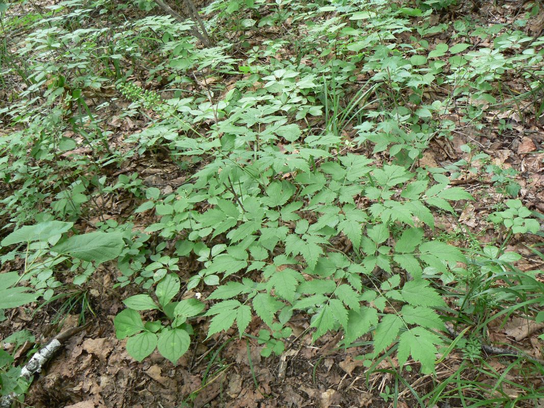 Изображение особи Actaea asiatica.