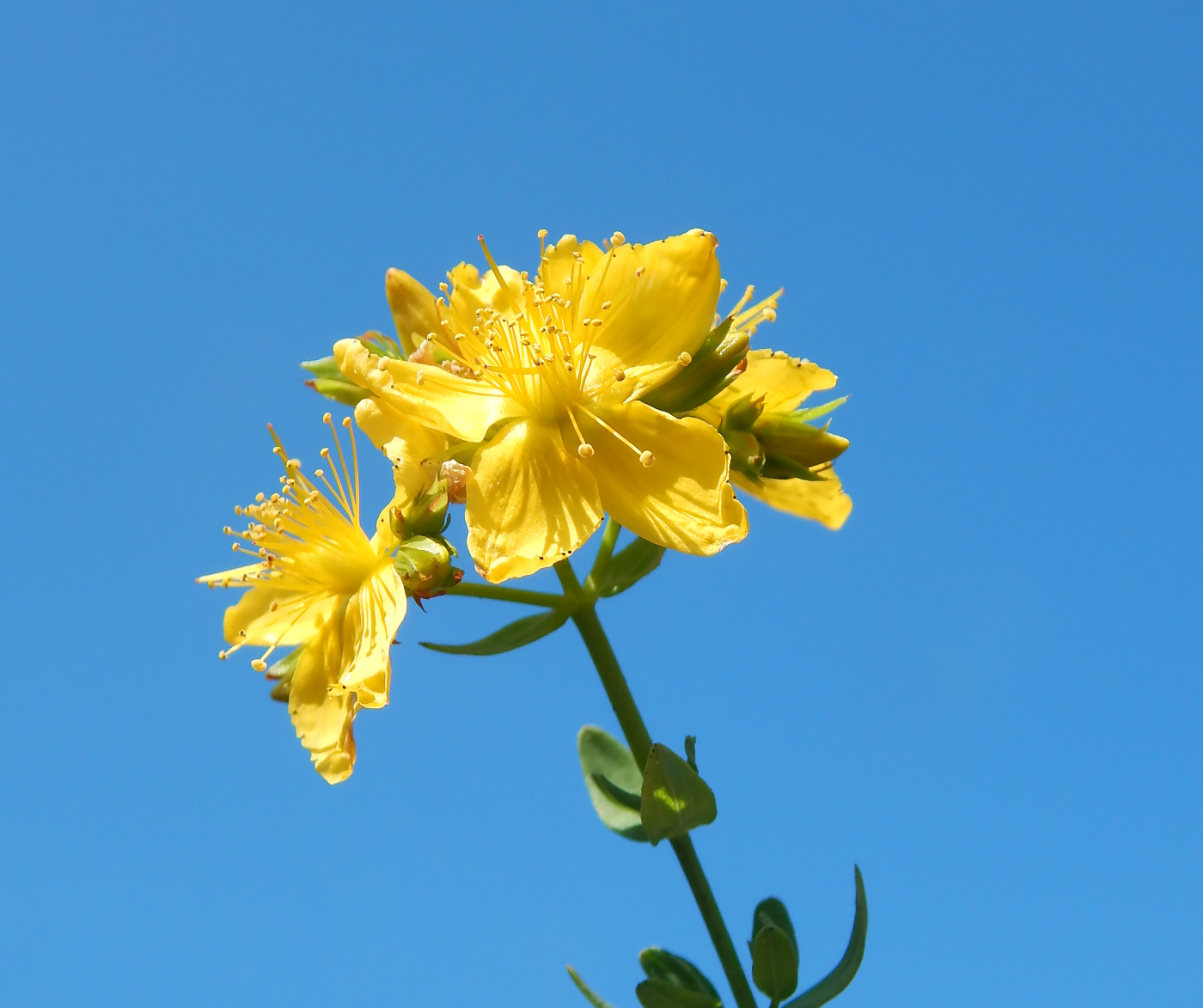 Image of Hypericum perforatum specimen.