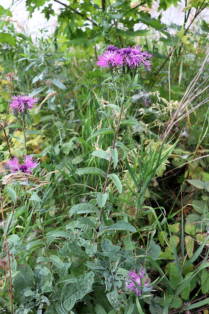 Изображение особи Centaurea pseudophrygia.