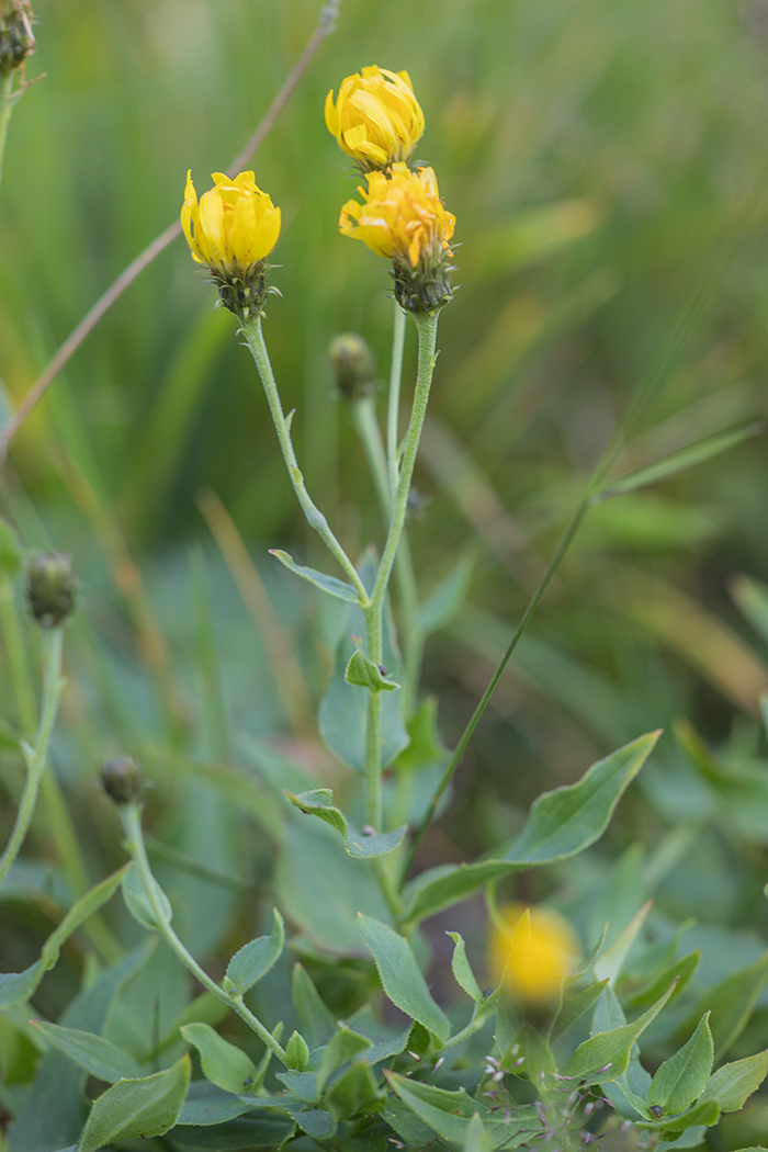 Изображение особи род Hieracium.