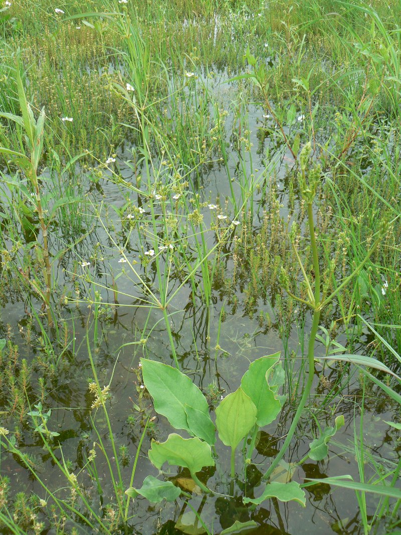 Изображение особи Alisma orientale.