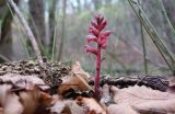 Orobanche laxissima. Цветущее растение (позднее цветение). Краснодарский край, м/о гор. Геленджик, окр. села Адербиевка, дол. р. Адерба, берег оз. Бездонного, грабово-дубовый лес. 13.11.2021.