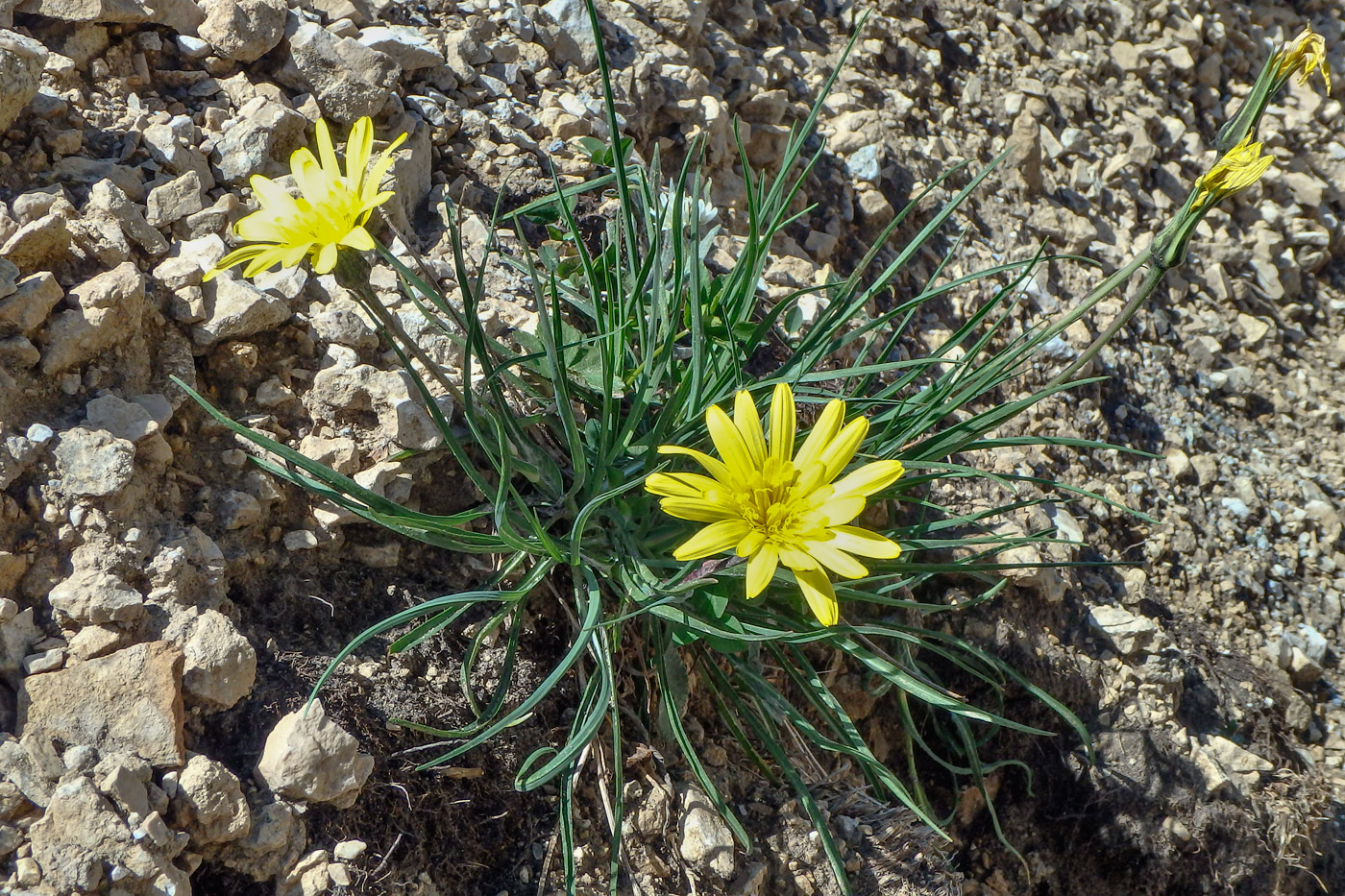 Image of Tragopogon filifolius specimen.