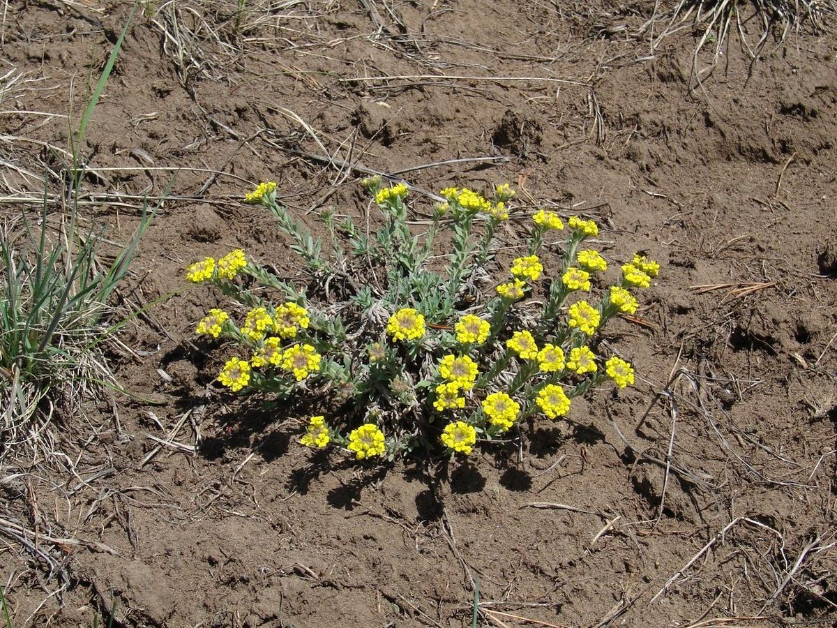 Изображение особи Alyssum lenense.