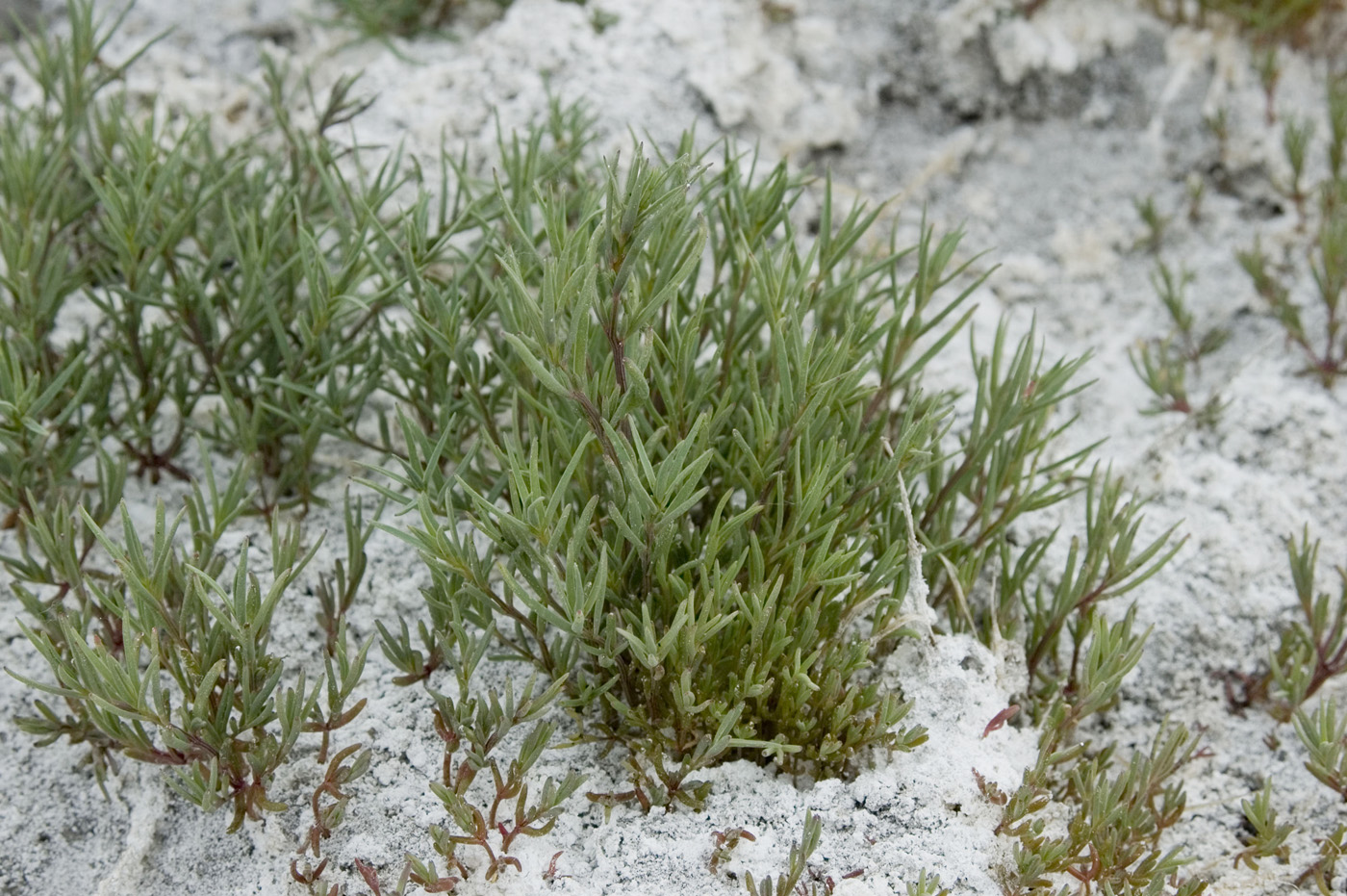 Изображение особи семейство Chenopodiaceae.