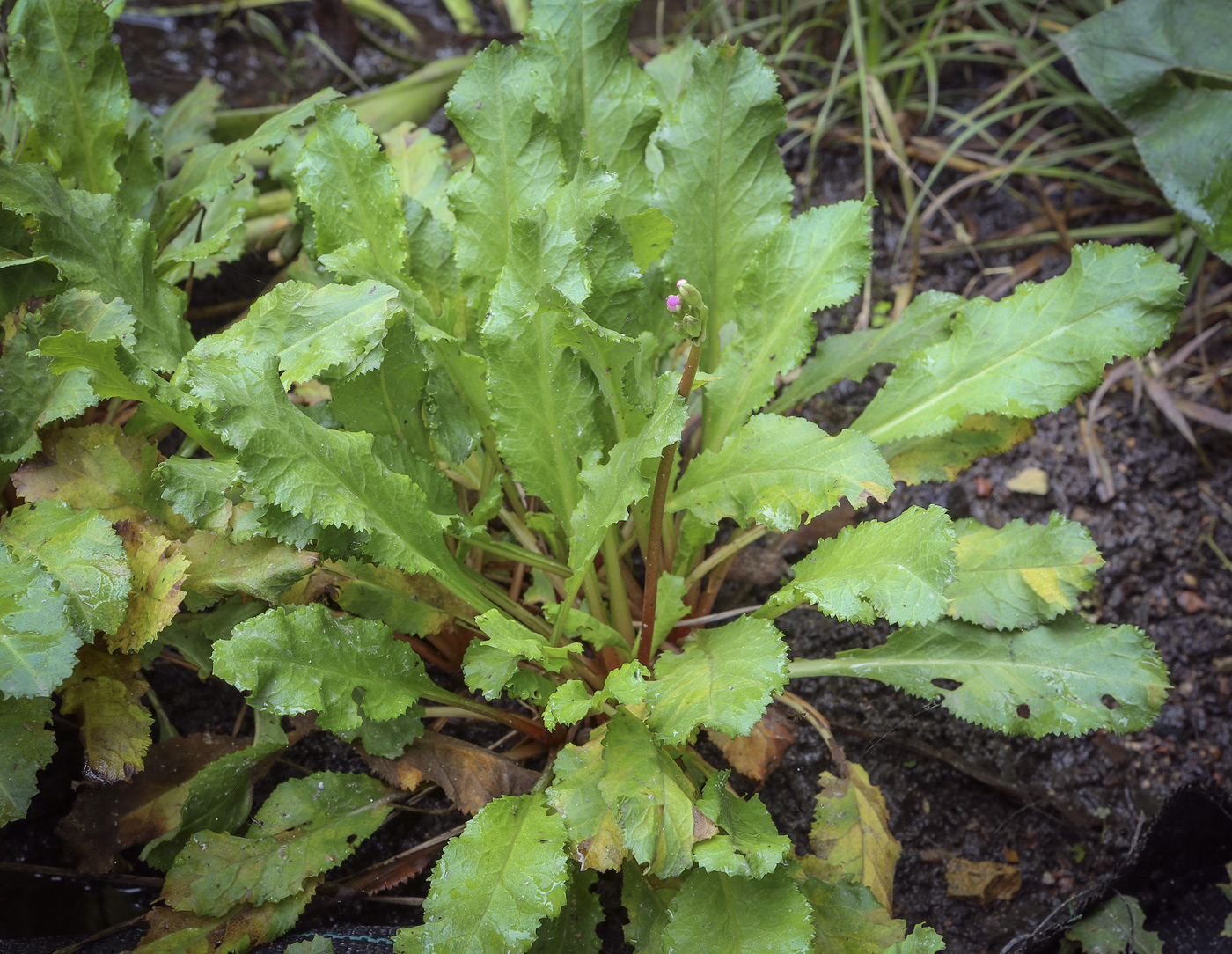 Image of Primula rosea specimen.