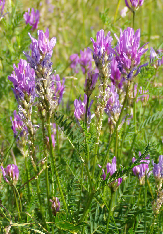 Изображение особи Astragalus onobrychis.