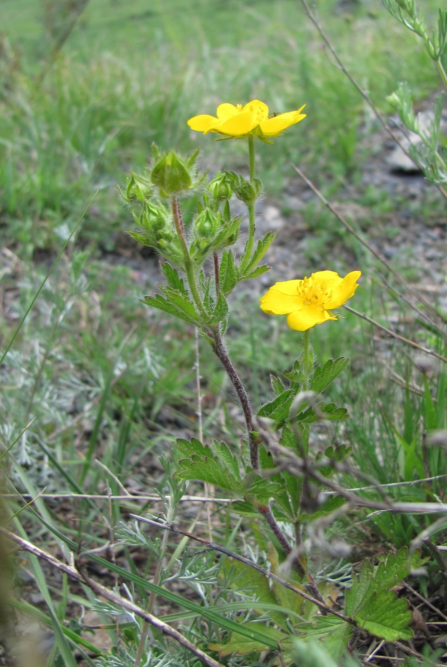 Изображение особи Potentilla adscharica.
