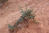 Chenopodium frutescens. Вегетирующее растение. Республика Алтай, Кош-Агачский р-н, ур. Марс, глинистый склон. 1 августа 2020 г.