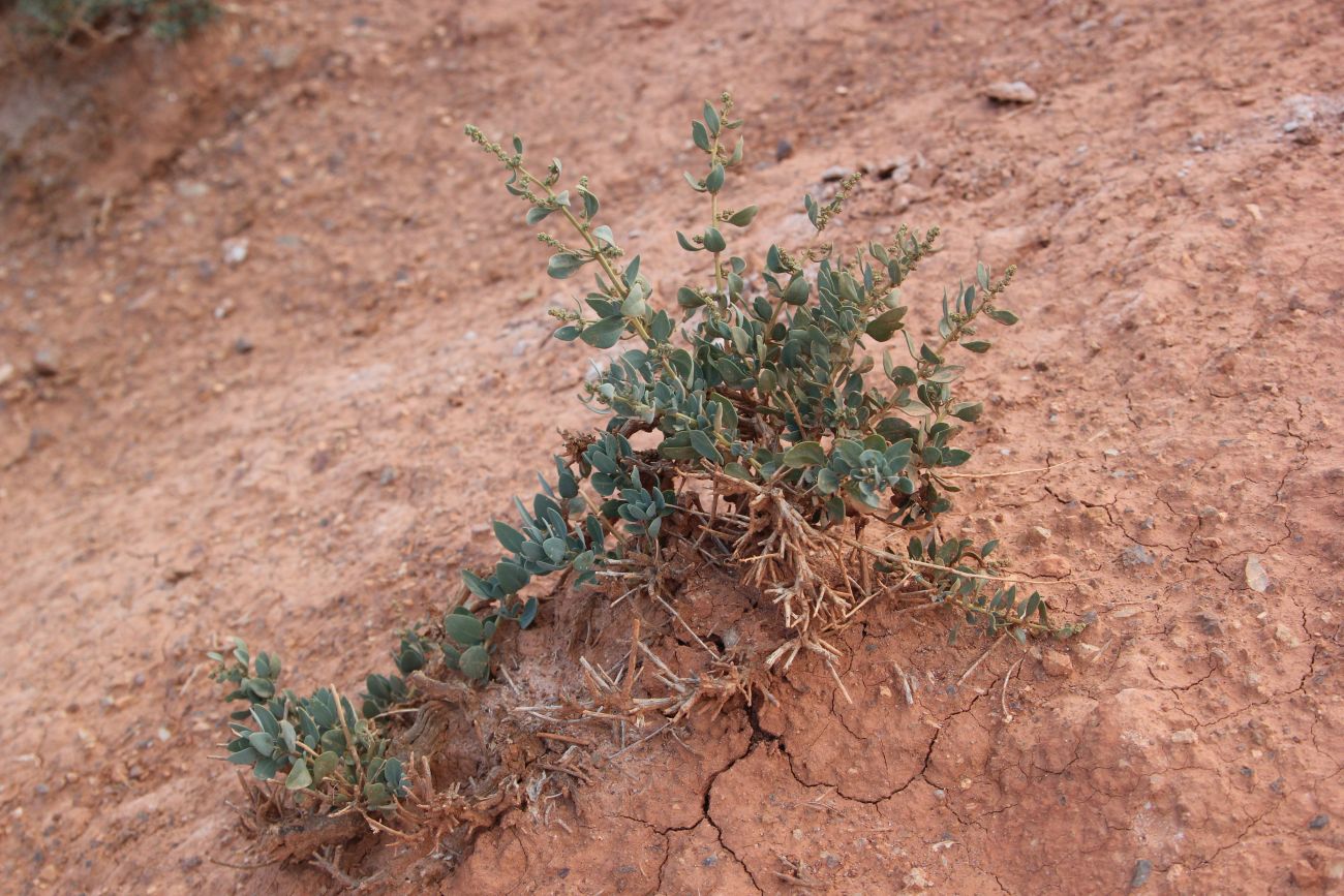 Image of Chenopodium frutescens specimen.