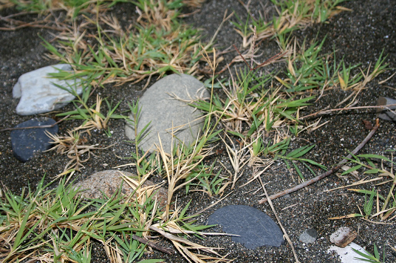 Image of Cynodon dactylon specimen.