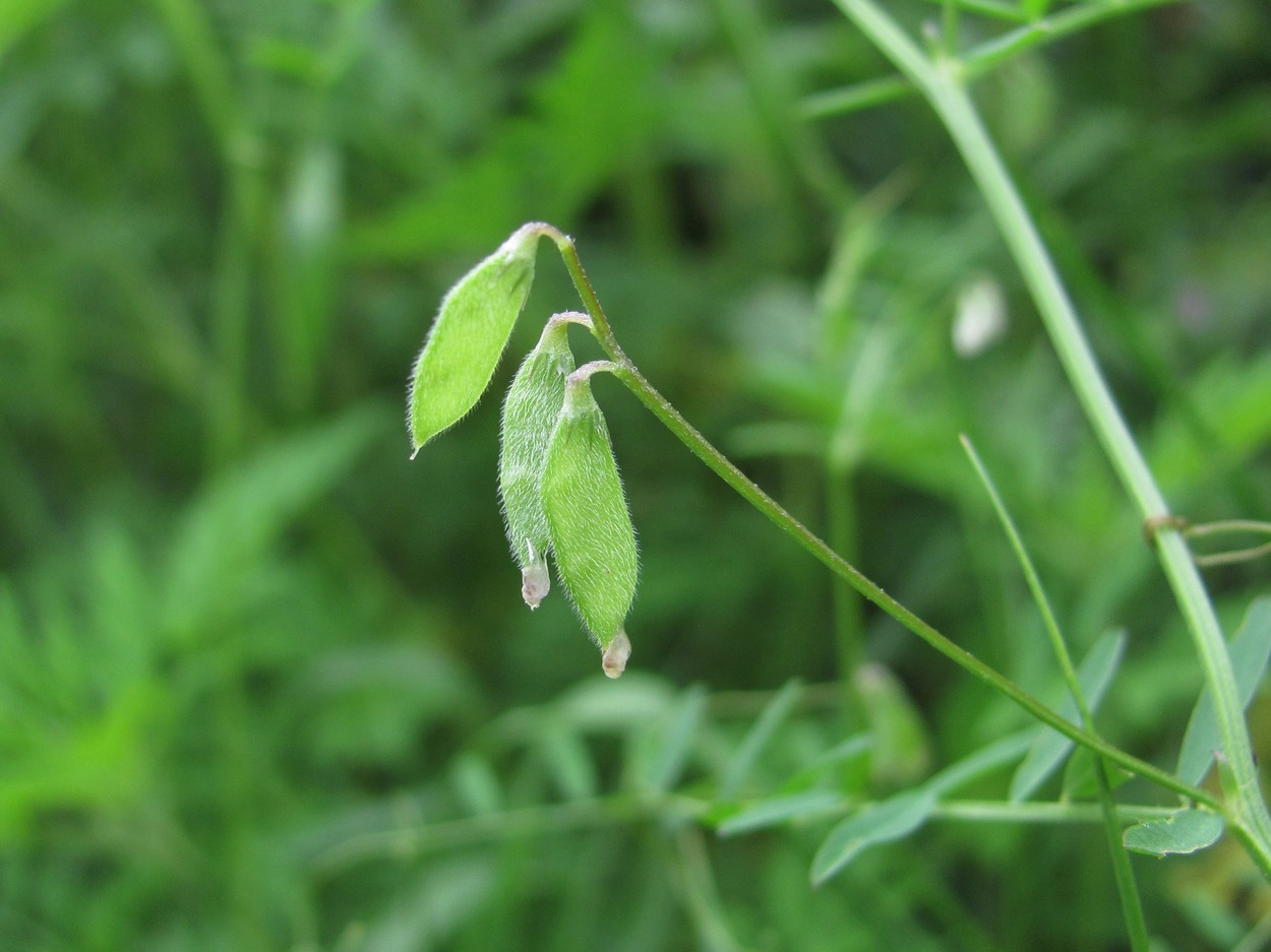 Image of Vicia hirsuta specimen.