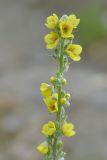 Verbascum gossypinum. Соцветие. Республика Северная Осетия-Алания, Ирафский р-н, Большой Кавказ, Гуларский хр., правый склон ущелья р. Гулардон в р-не ведущей на перевал Гуларвцек старой геологической дороги, ≈ 2520 м н.у.м., субальпийский луг. 07.07.2021.