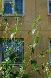 Atriplex sagittata. Верхушки цветущих веточек. Пермь, Свердловский р-н, пустырь. 24 августа 2021 г.