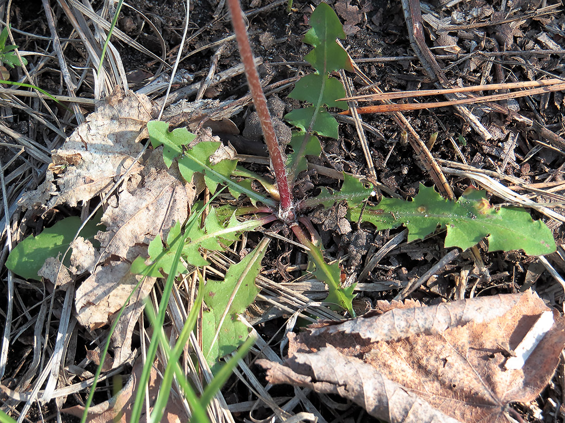 Image of genus Taraxacum specimen.