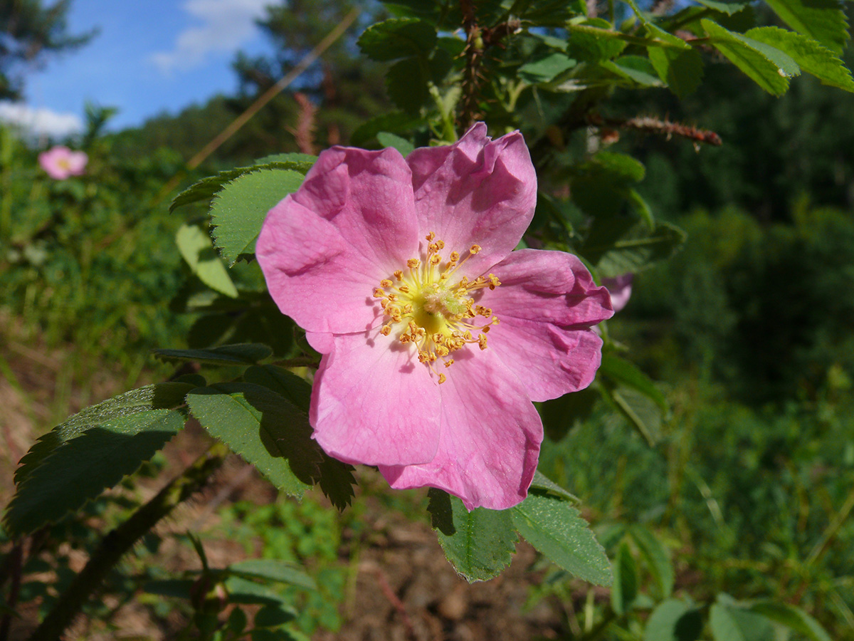 Изображение особи род Rosa.