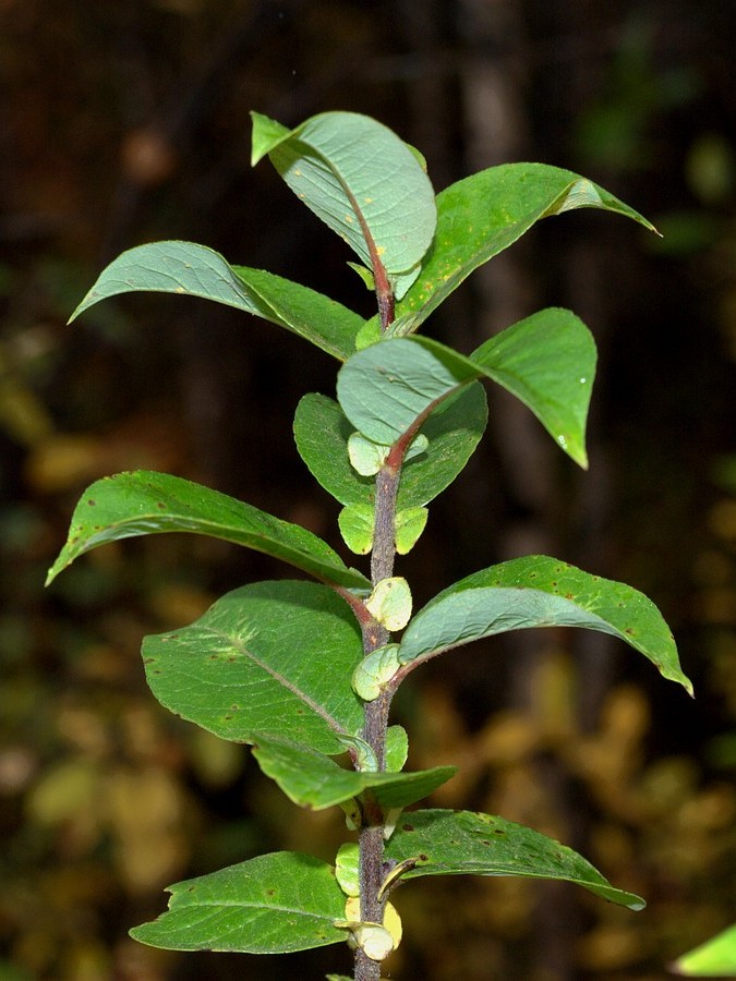 Image of Salix hastata specimen.