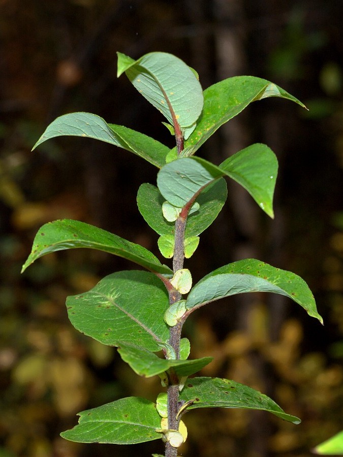 Изображение особи Salix hastata.